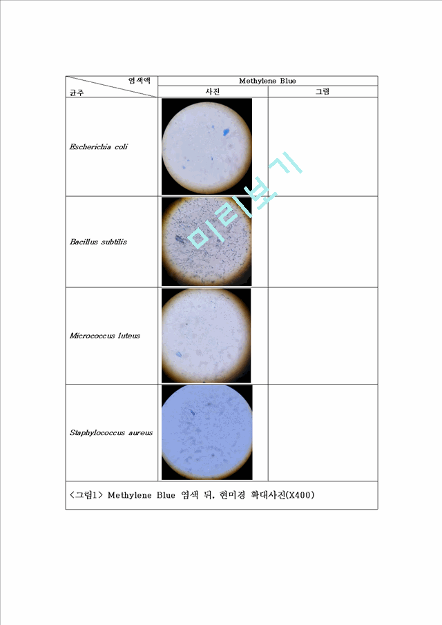 [의학,약학] 미생물학 실험 - Simple staining(단순염색), Gram staining(그람염색) 실험   (5 )